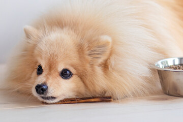 Feeding of dog. Cute sad Pomeranian Spitz puppy is eating a chew bone or stick. Treat for pet and bowl of dry food