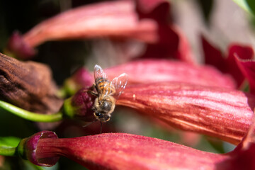 A closeup of a bee on a pink flower