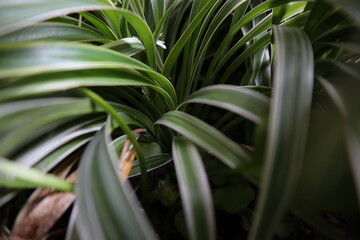 green leaves in the garden