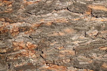 background pine bark