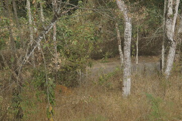 grass in the forest