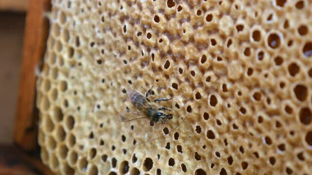Bee on a frame with honey. Honey Bee Brood. The Honey Bee Life Cycle.