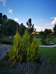 Pine trees and the beautiful nature background in Miskolc