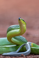 The red-tailed green ratsnake