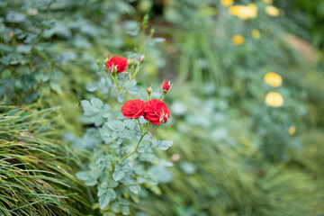 Beautiful red roses flower in the garden