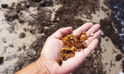Raw amber in the palm of your hand. Collect amber by the sea.