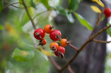 Bright Red Rose Hips