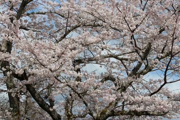 blooming cherry tree (hanami) - kyoto - japan