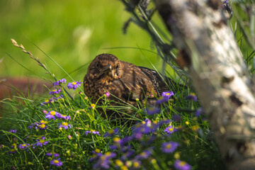 Frau Amsel beim Sonnenbad