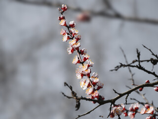 Flowering branch of apricot tree