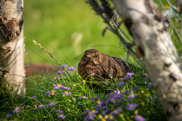 Frau Amsel beim Sonnenbad