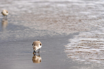 Sandpiper eating lunch