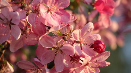 Fototapeta na wymiar Sakura blossom close up with little bee on flower