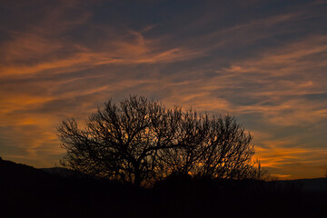 Atardecer de otoño, naranja brillante y azul con la silueta oscura de un árbol sin hojas . Luz natural