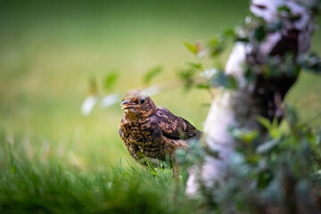Junge Amsel