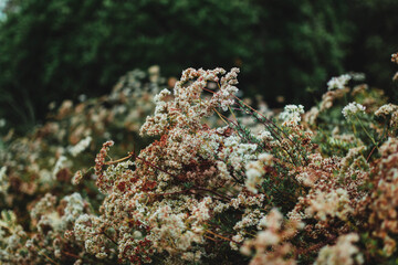 White and red flowers plant