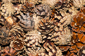 Closeup of a pile of cones from Scots pine, Pinus sylvestris.