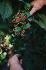 senior woman picks fresh blackberries in the garden