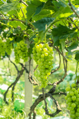 Sun rose grapes grown on trees