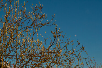 orange fluffy twigs of pussy willow on a tree in the light of sunset, against a blue sky with a moon in spring in April