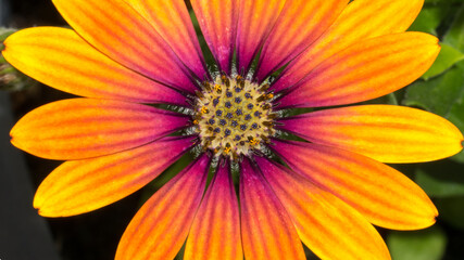 Extreme closeup of a beautiful colorful flower in 16:9 format.