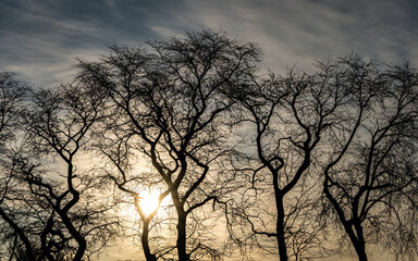 silhouette of a tree at sunset