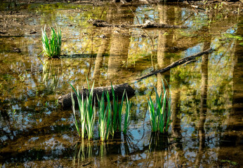 Swamp mood
