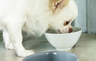 A closeup portrait of a white dog eating from bowl. Chihuahua breed.