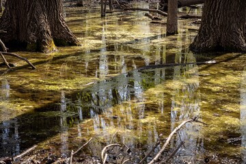 Fototapeta na wymiar Swamp reflection