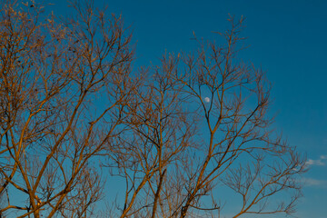 red orange fluffy twigs of pussy willow on trees in the light of sunset, against blue sky with a moon in spring in April