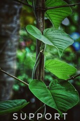 creeper money plant