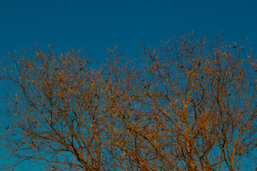 red orange fluffy twigs of pussy willow on trees in the light of sunset, against a blue sky, spring in April