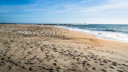 Fototapeta na wymiar Ocean shore, footprints on a sandy beach and many seagulls lying on the sand