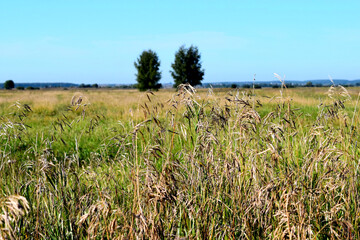 Spikelets of wild grass in the field. Green grass on the field.