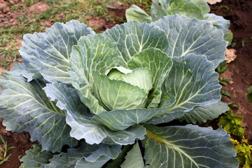 Fresh cabbage from the field. View of green cabbage plants. Vegetarian food. Fresh green cabbage grown in a vegetable farm.