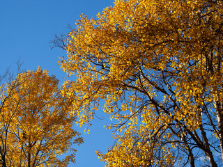 Crowns of Autumn colorful trees against the blue sky