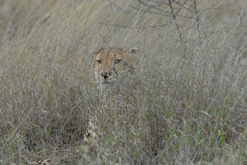 Cheetah hiding