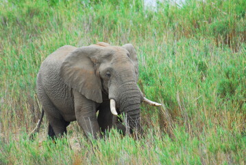 Elephant in grass