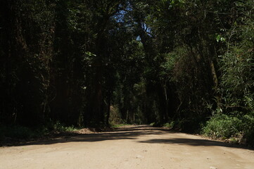 road in the forest