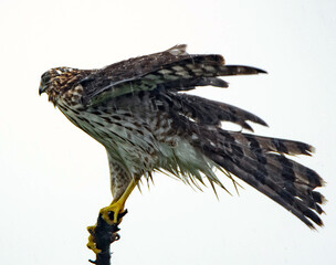 Holding Tight during wind gust