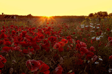 Mohn w&auml;chst auf dem Feld.