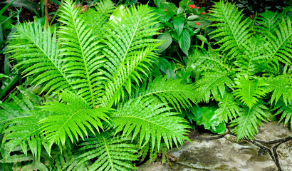 Beautiful Green fern Leaves. Gardening, landscaping design concept.