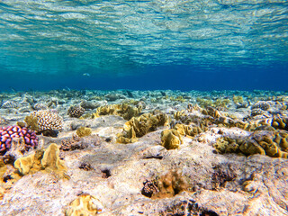 colorful corals and exotic fishes at the bottom of the red sea. beautiful natural summer background