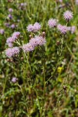 Acker-Kraztdiestel (Cirsium arvense) wird auch als Ackerunkraut bezeichnet