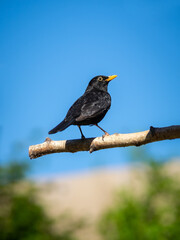 Amsel zu Besuch