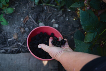 senior woman's hands pick ripe blackberries in a large red plastic bowl