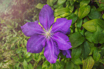 blue or purple Jacqueman's Clematis flower on a background of green leaves