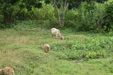 sheep grazing in the meadow