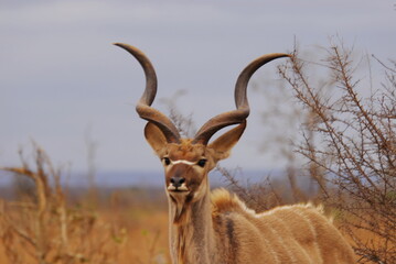 Male Kudu