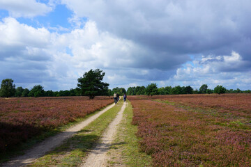 Eine Radtour durch die Heide bei Schneverdingen in Niedersachsen